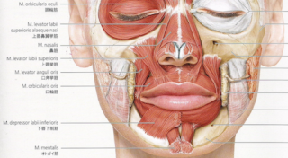 上唇挙筋のフェイス解剖学